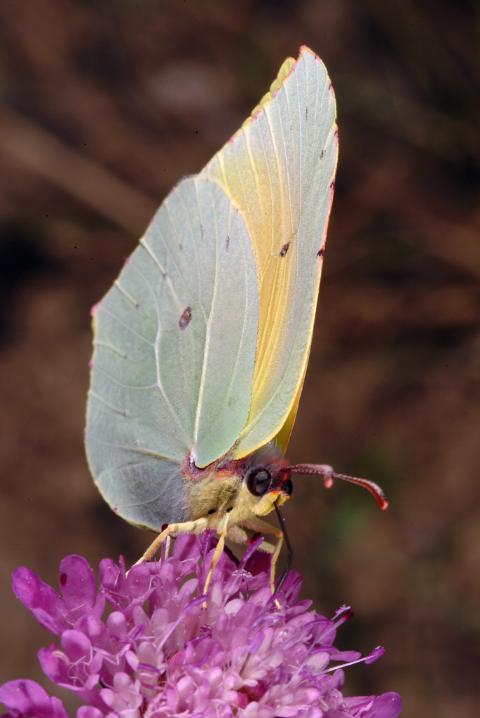 Farfalla da determinare 2 - Gonepteryx rhamni e cleopatra